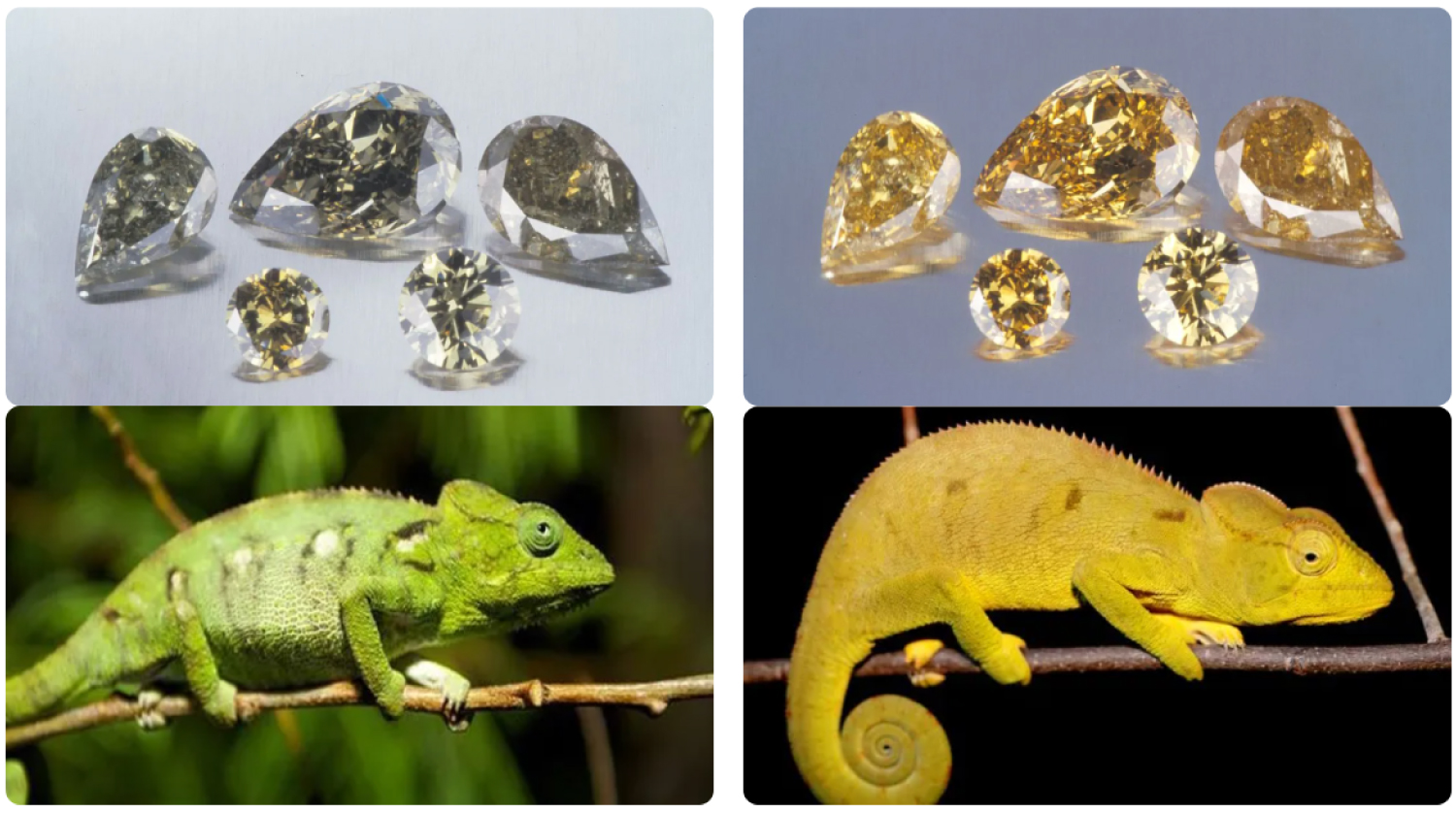 Composite image comparing five chameleon diamonds that have temporarily changed color (top right) with their stable color (top left), next to a green chameleon reptile (bottom left) and its yellow color change (bottom right).